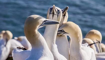 九游中国官网-特色水上极速滑艇比赛，水域快艇的极限狂飙，滑水艇价格