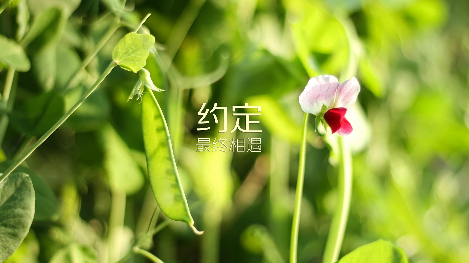 随机球场花絮：幕后趣味小故事让你笑出声，球场搞笑视频