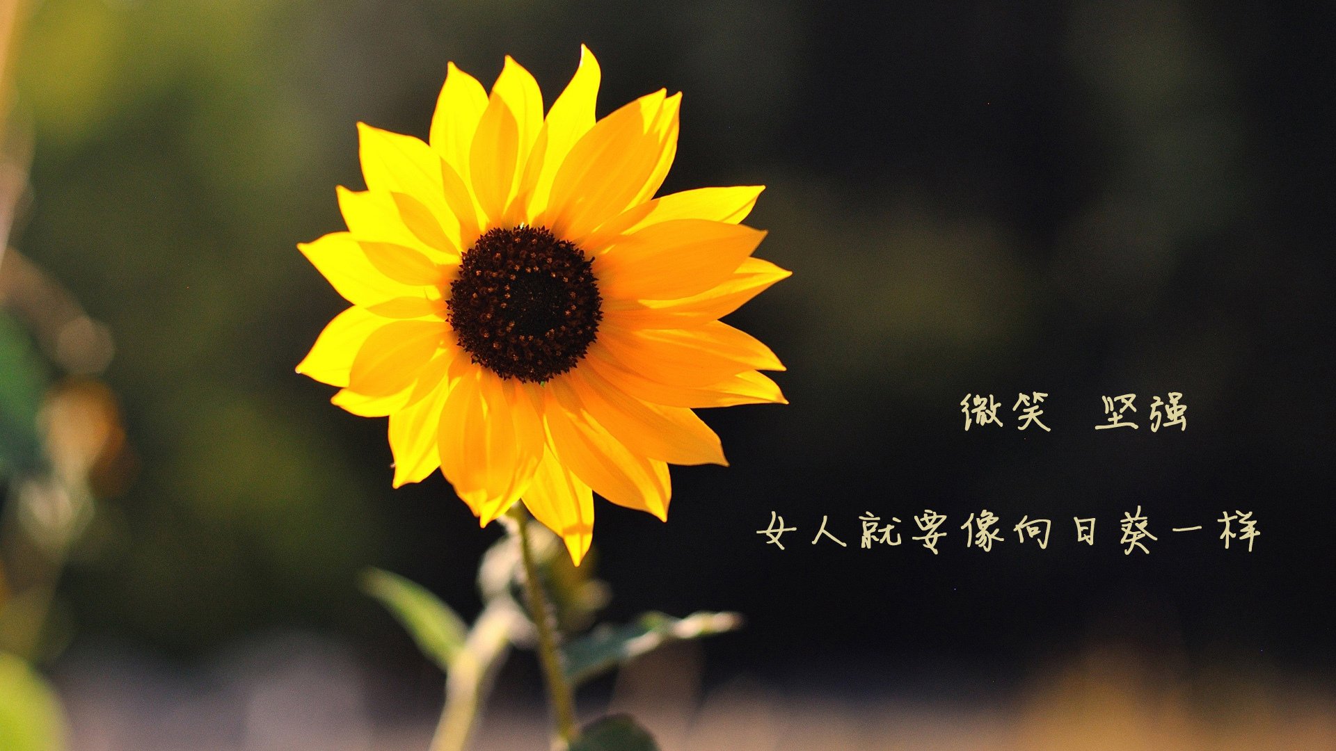 保加利亚队士气高昂备战欧洲巅峰赛，保加利亚联赛足球排名