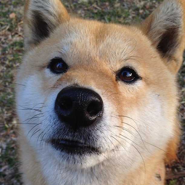 佛罗伦萨传控打法构建多样进攻路径，佛罗伦萨传奇球星