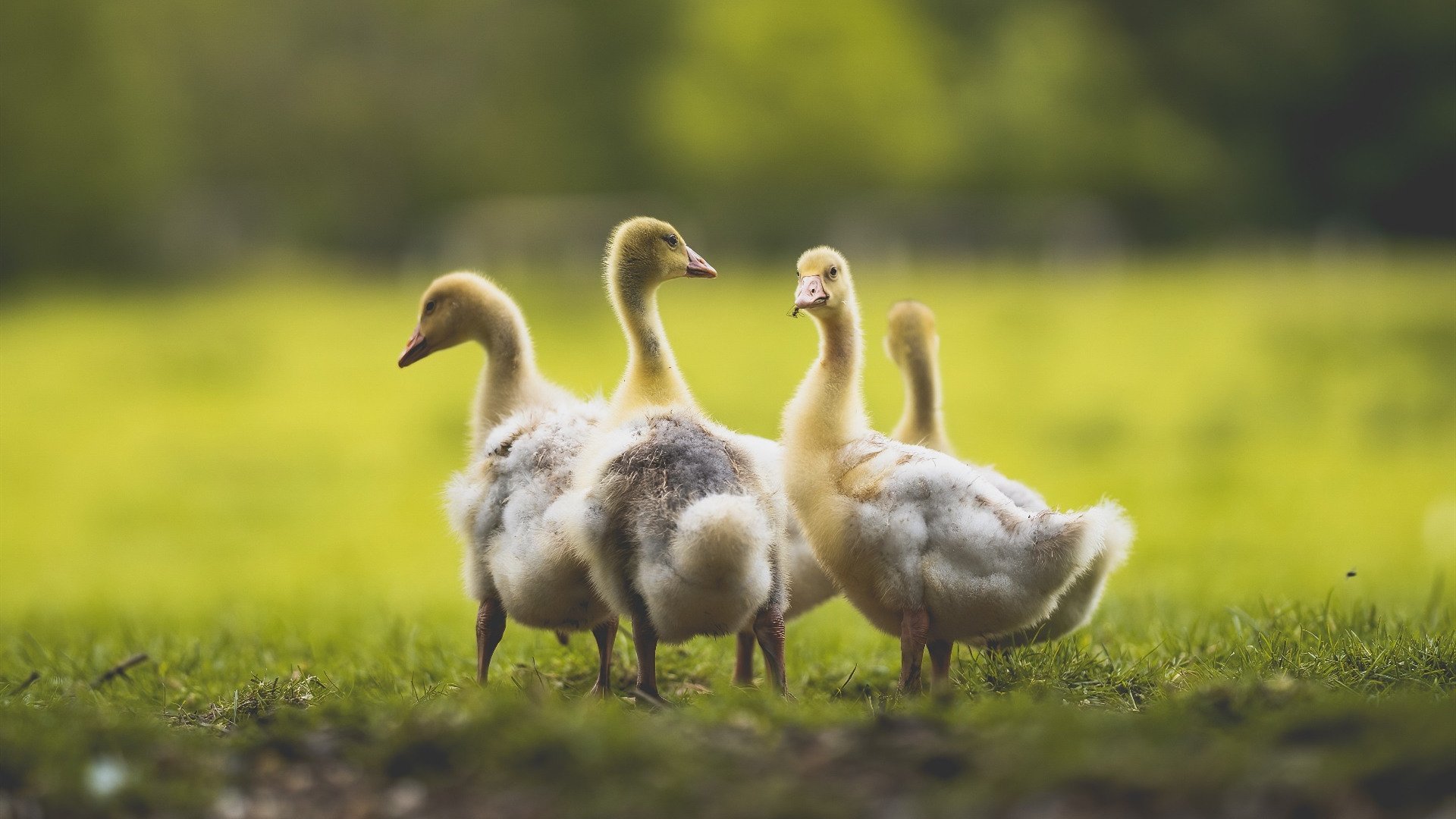 田径赛场速度与耐力挑战极限，田径速度耐力训练方法