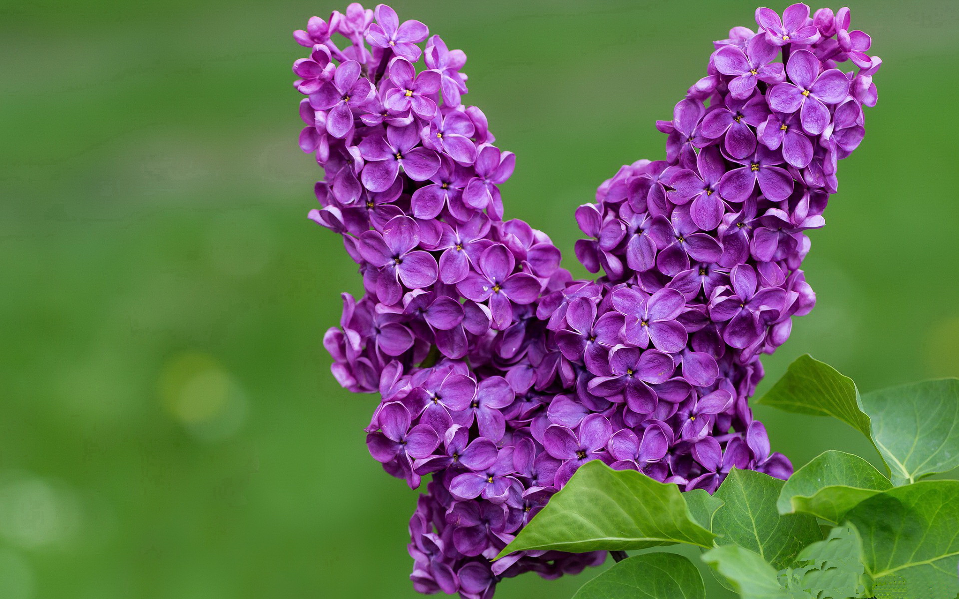 莱比锡红牛节奏变化打乱对方部署，莱比锡红牛是豪门吗
