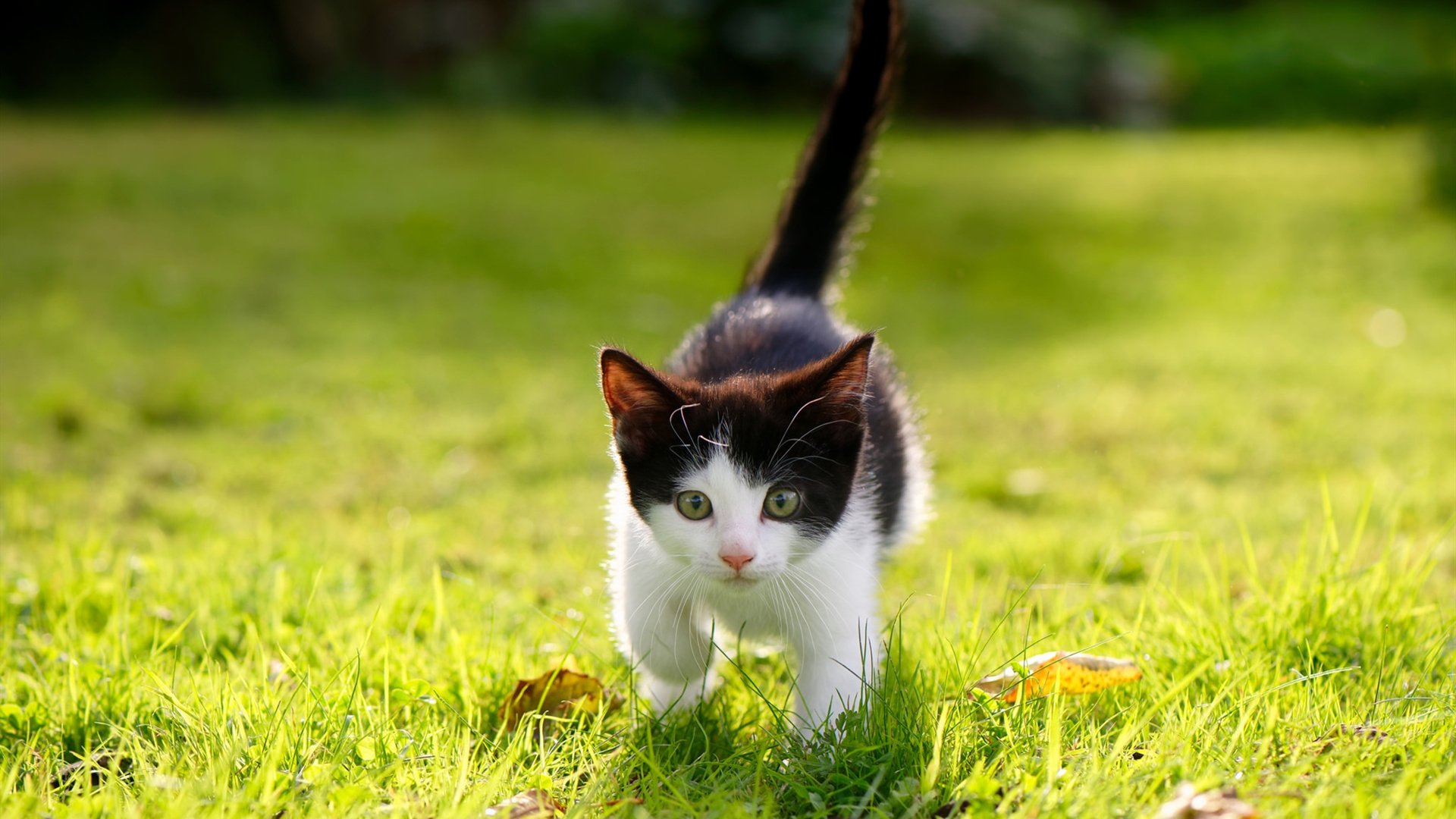 青少年足球兴趣培养不够重视，青少年足球兴趣培养不够重视的原因