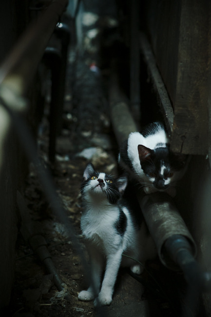 “马科斯·梅特罗：阿根廷美洲狮队的硬汉，未来必定绽放光彩”