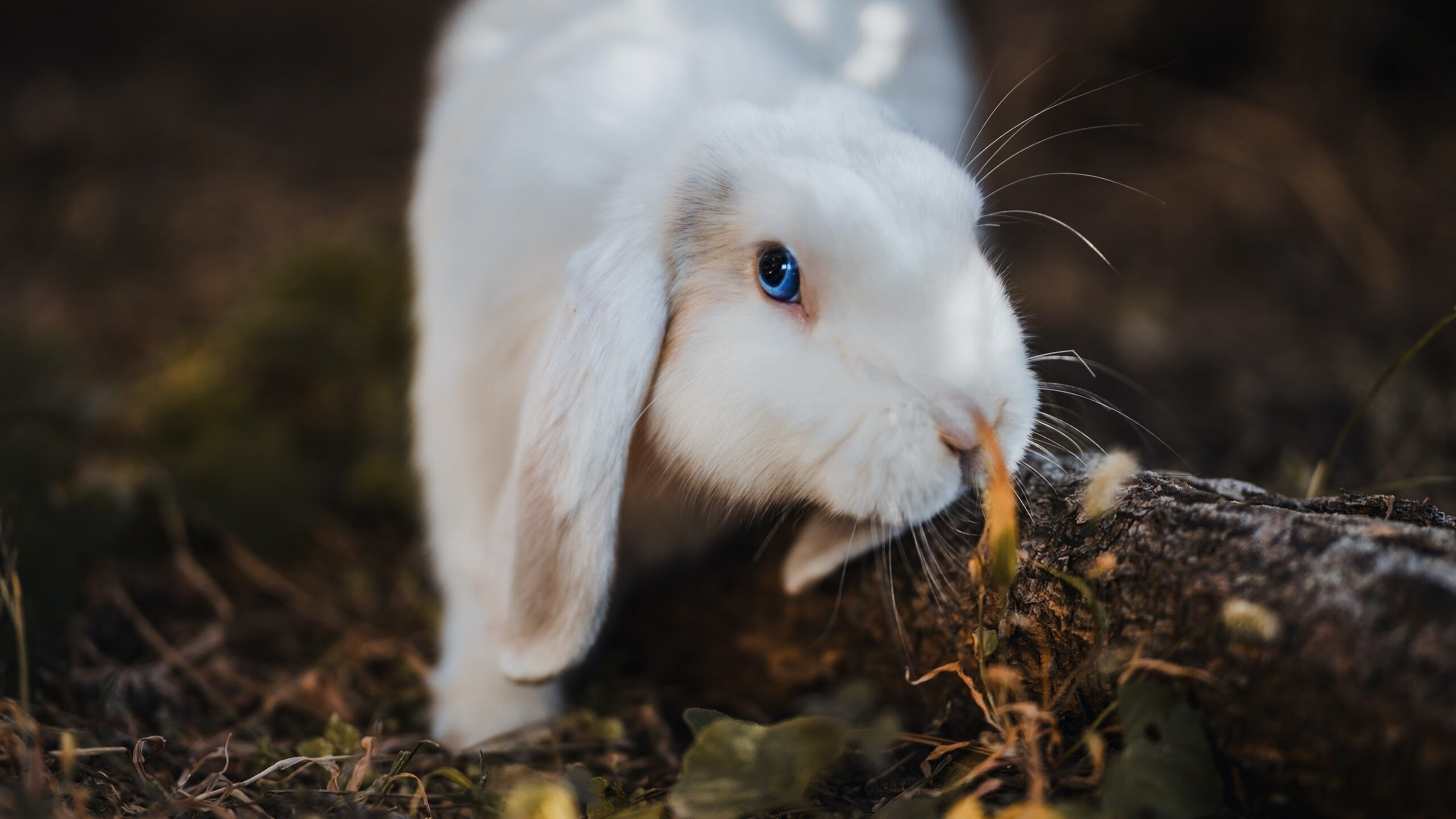 坦桑尼亚女篮在非洲锦标赛中奋勇争锋，争创佳绩