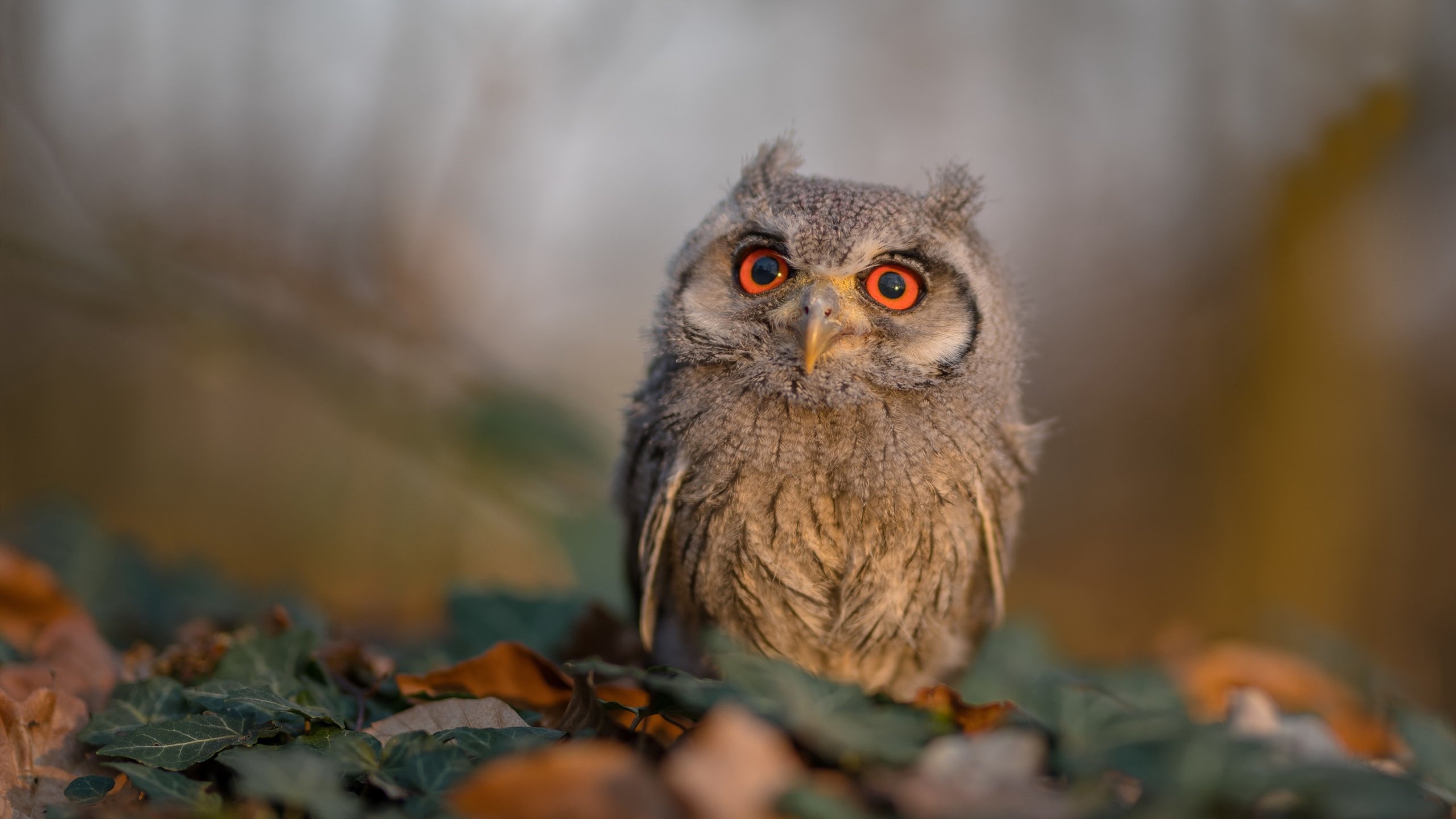 -托里·哈斯克决赛发挥获教练高度评价，哈里斯托克曼