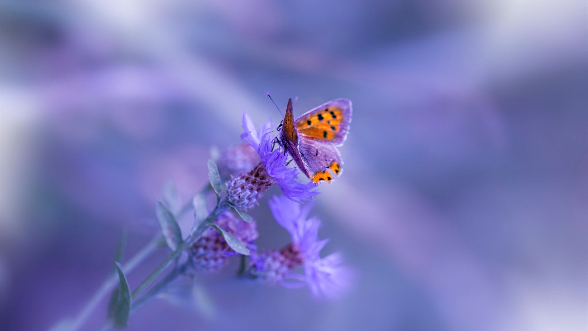 JIU YOU GAME-法甲未来巨星：新秀崭露头角！，法甲十大新星