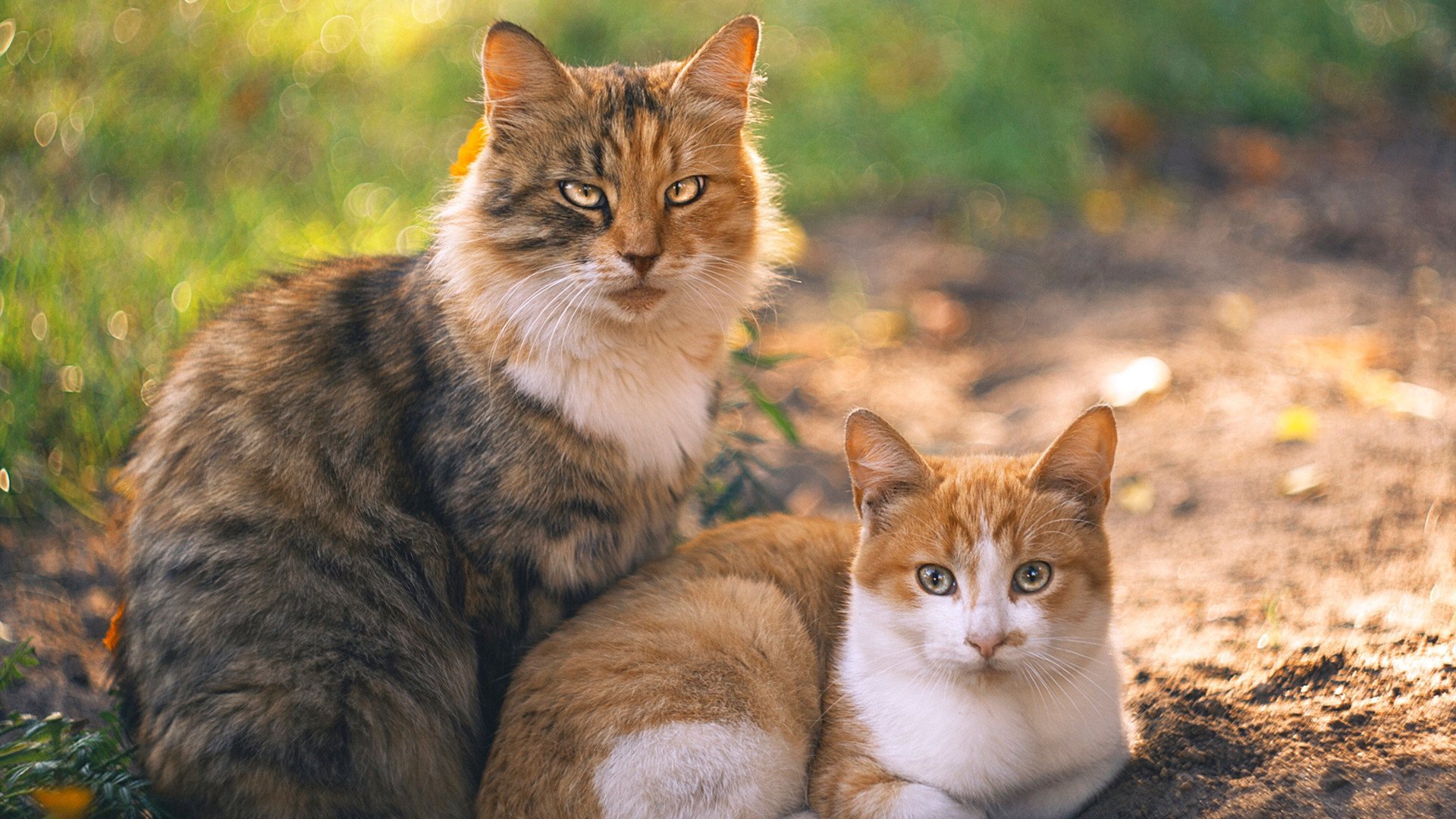 澳大利亚袋鼠队的战略支柱：戴维·帕特森 (David Patterson)，袋鼠在澳大利亚的现状