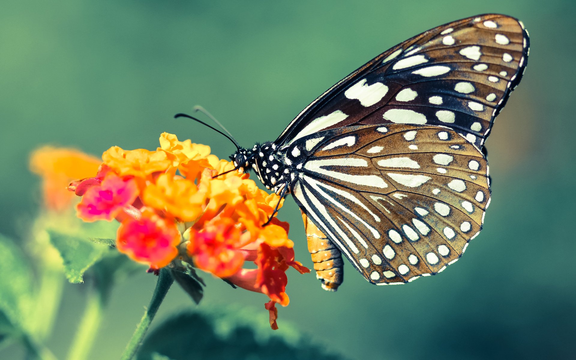 九游app官网下载-非洲女子篮球锦标赛中，安哥拉再次夺冠，体育势头强劲，非洲女子篮球世界排名最新排名
